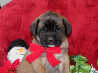 English Mastiff dogs Tasha - Ad 12