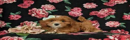 Cavapoo dogs for sale: Godiva - Ad 5