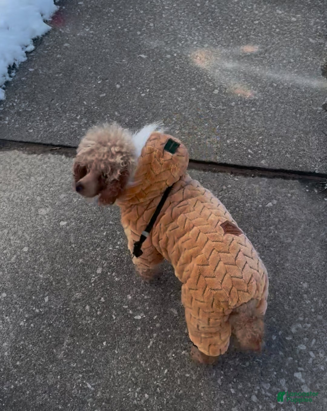 Miniature Poodle dogs for sale: Miniature Poodle Milo - Ad 10