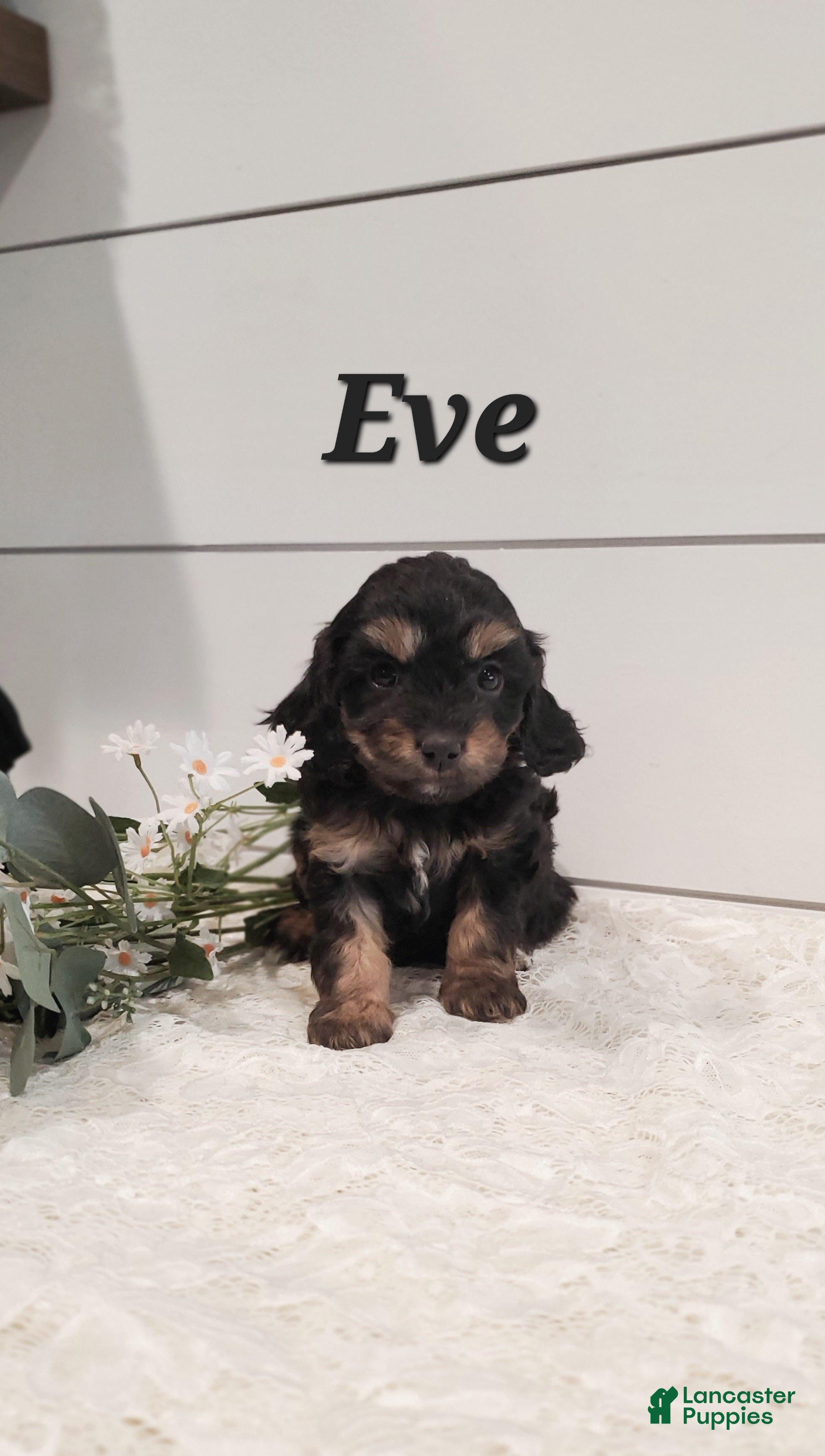 Cavapoo dogs Eve - Ad 14