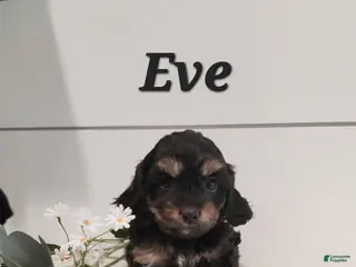 Cavapoo dogs for sale: Eve - Ad 4