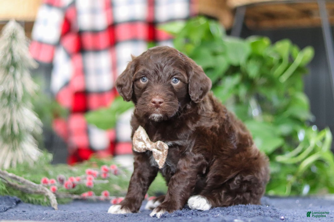 Portuguese Water Dog dogs for sale: Sonny - Ad 2