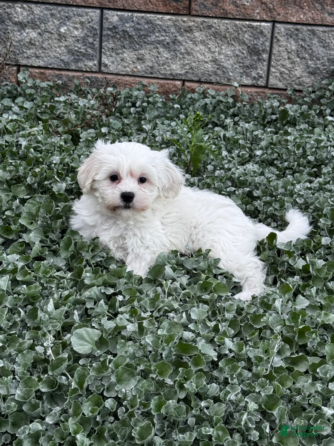 Teddy Bear dogs for sale: Jimmy - Ad 1