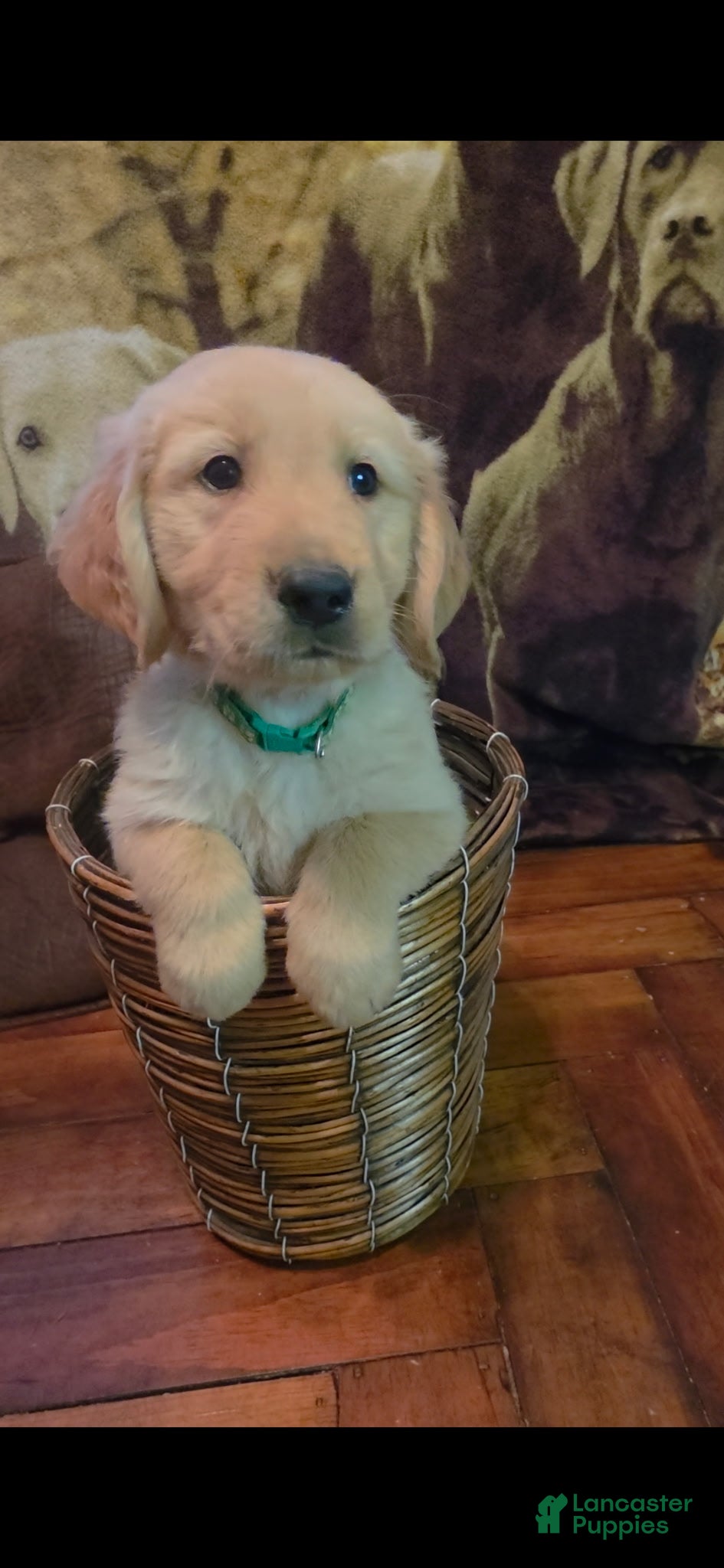 Golden Retriever dogs AKC Marshall - Ad 2