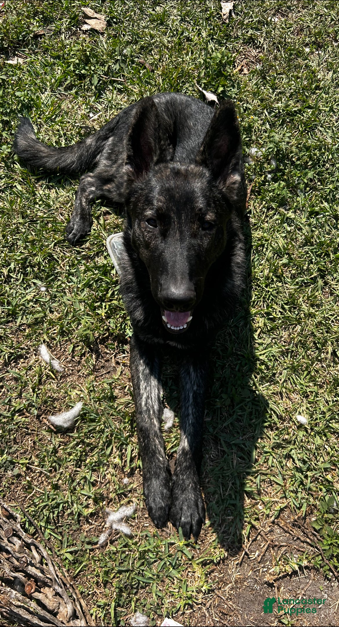 Zeus