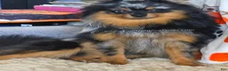 Pomeranian dogs for sale: Deep Copper Points Black Merle - CH lines - Timber - Ad 6