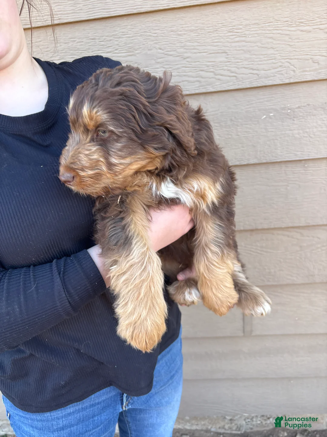 Aussiedoodle dogs for sale:  Puppy 1 - Ad 2