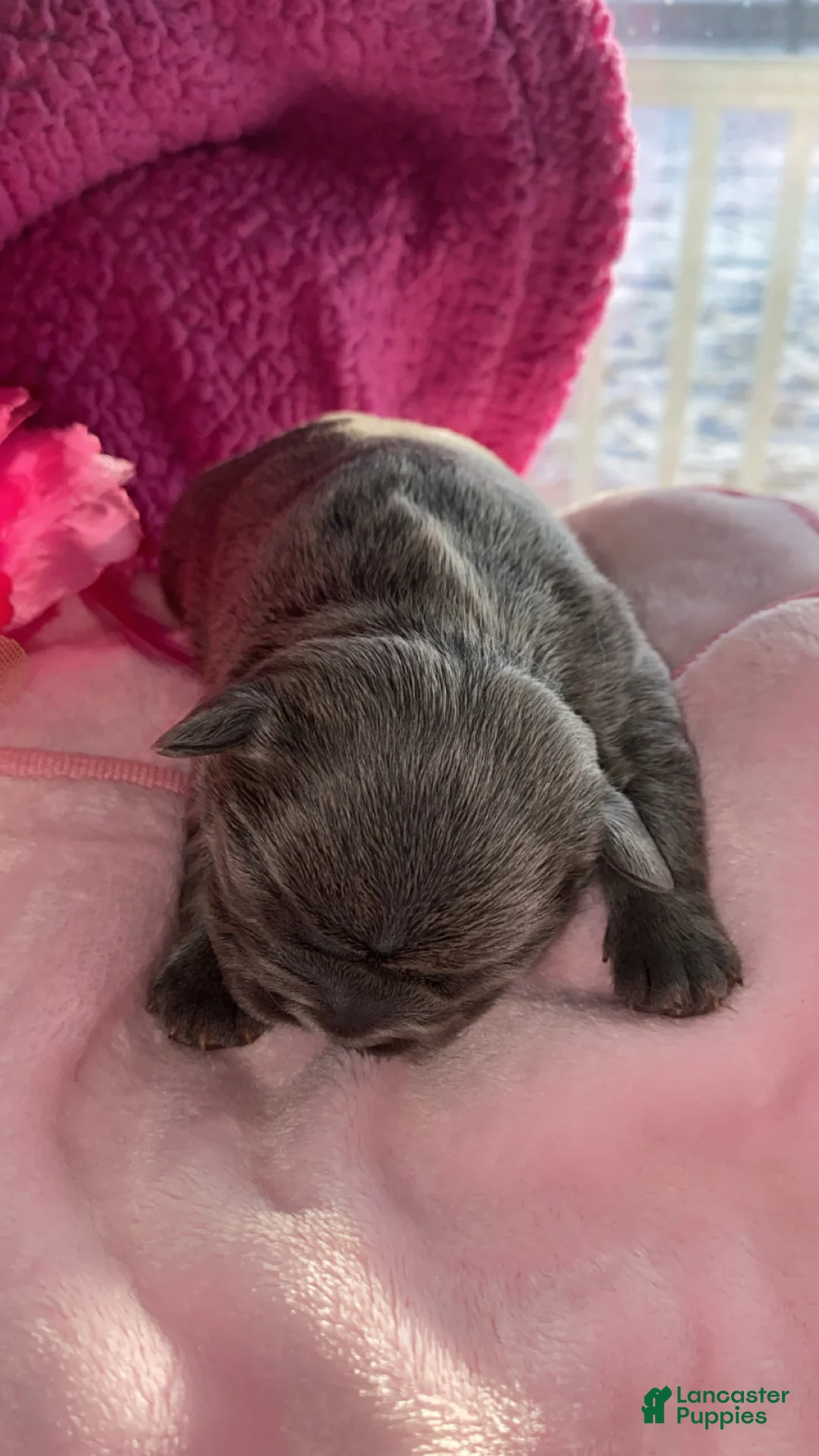 French Bulldog dogs for sale: Frenchie - Ad 1