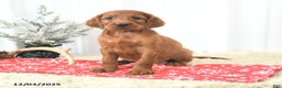 Irish Setter dogs for sale: Buster - Ad 1