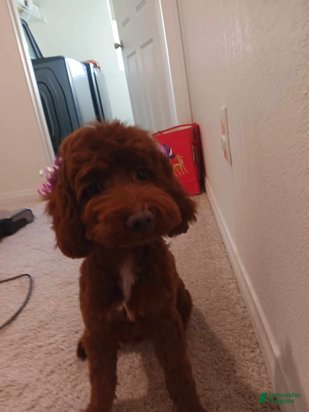 Toy Poodle dogs for sale: Toy Poodle 2 - Ad 2