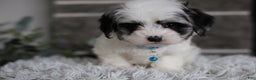 Maltipoo dogs for sale: Sapphire - Ad 5