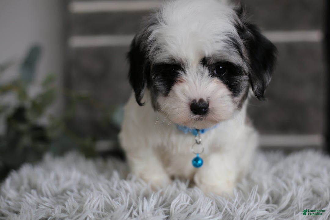 Maltipoo dogs for sale: Sapphire - Ad 5