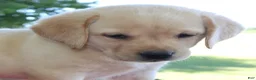 Labrador Retriever dogs for sale: Lucy - Champ lines - Ad 3