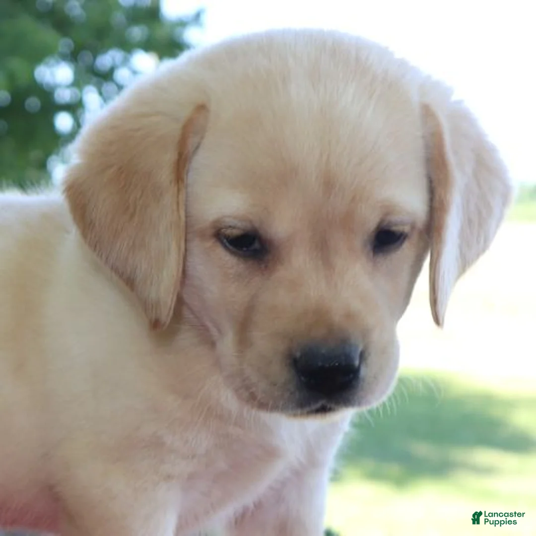 Labrador Retriever dogs for sale: Lucy - Champ lines - Ad 3