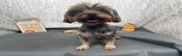 Yorkshire Terrier dogs for sale: Yorkshire Terrier Puppy 1 - Ad 8