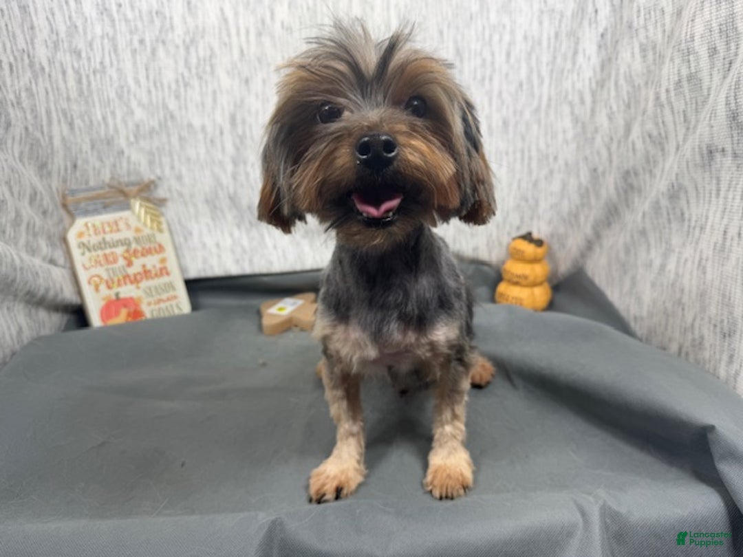 Yorkshire Terrier dogs for sale: Yorkshire Terrier Puppy 1 - Ad 8