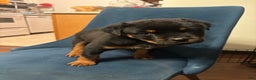Rottweiler dogs for sale: Nae - Ad 9