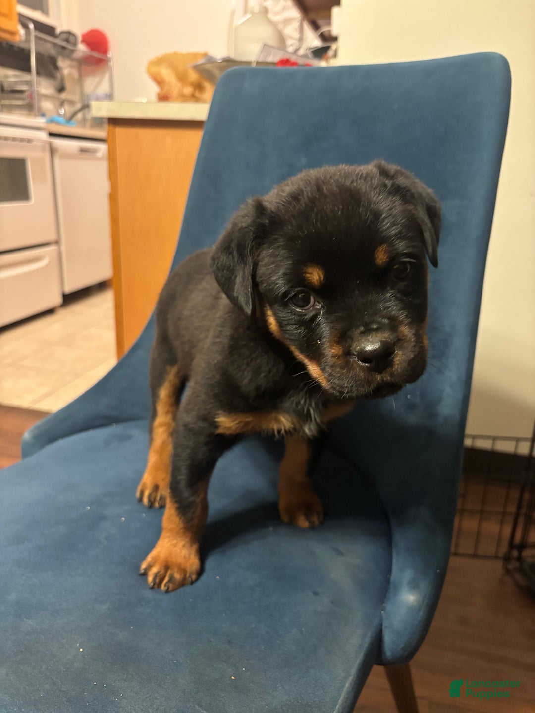 Rottweiler dogs for sale: Nae - Ad 9