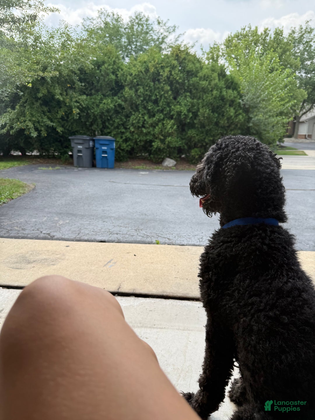 Goldendoodle dogs for stud: Lucky - Ad 4