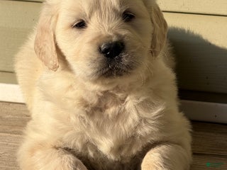 Golden Retriever dogs Dustin - Ad 24