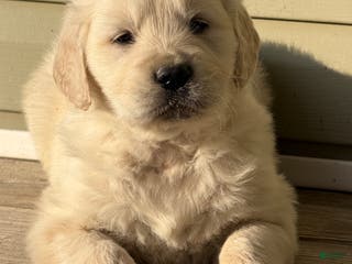 Golden Retriever dogs Dustin - Ad 38
