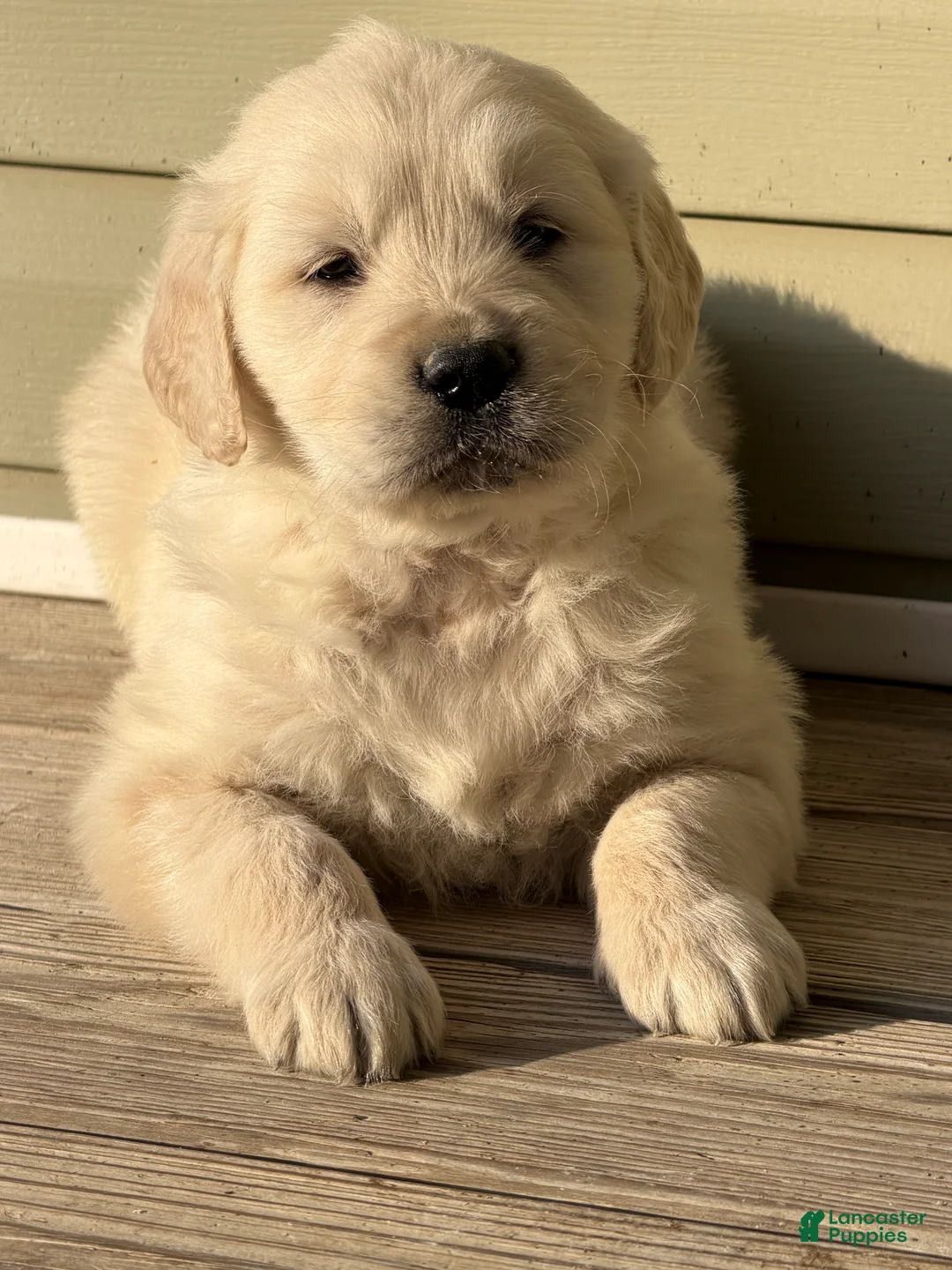 Golden Retriever dogs for sale: Dustin - Ad 1