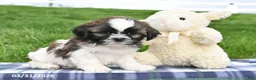 Shih Tzu dogs for sale: Teddy - Ad 2