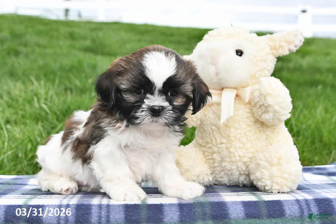 Shih Tzu dogs for sale: Teddy - Ad 2