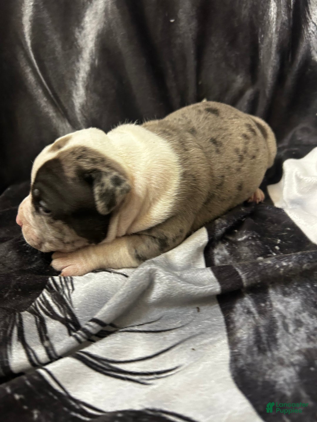 American Bully dogs for sale: American Bully Puppy 2 - Ad 10