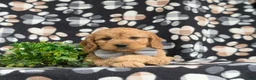 Cavapoo dogs for sale: Cruz - Ad 5