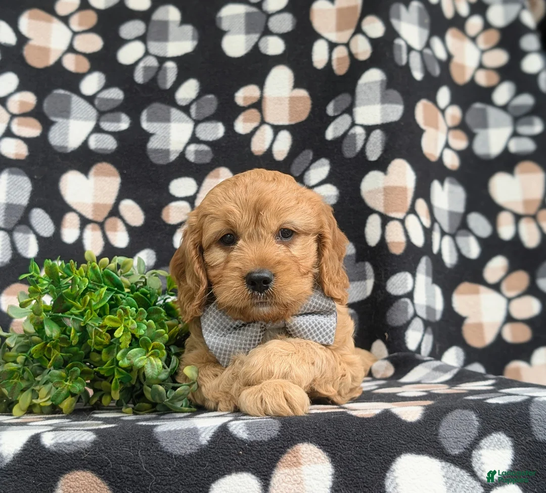 Cavapoo dogs for sale: Cruz - Ad 5