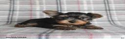 Yorkshire Terrier dogs for sale: Wonton - Ad 2