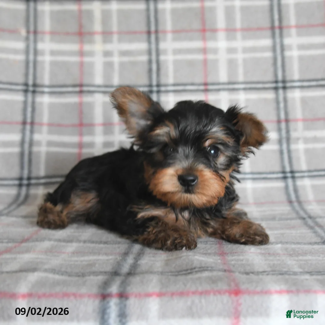 Yorkshire Terrier dogs for sale: Wonton - Ad 2
