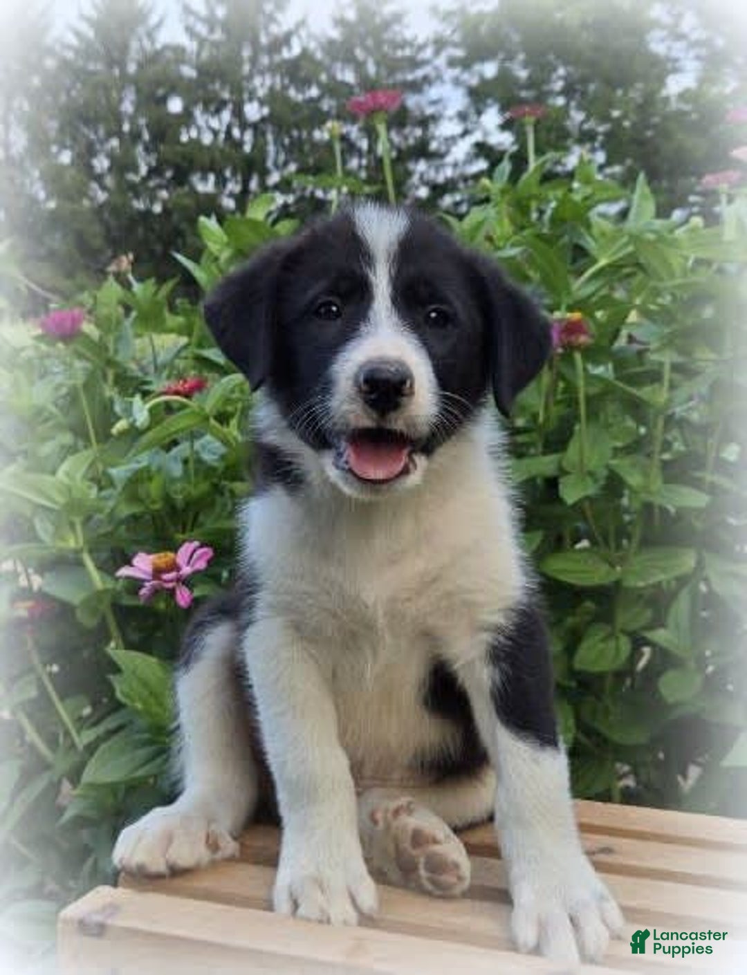 Golden Retriever Mix Puppy Shiba Inu X Border Collie Golden