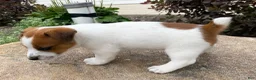 Jack Russell Terrier dogs for sale: Moko - Ad 3