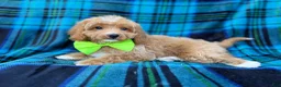 Cavapoo dogs for sale: Astor - Ad 2