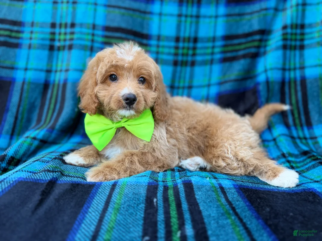 Cavapoo dogs for sale: Astor - Ad 2