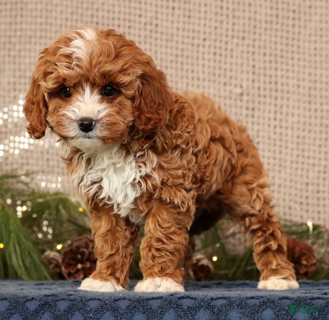 Cavapoo dogs for sale: Natalia - Ad 3