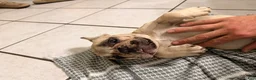 French Bulldog dogs for sale: French Bulldog 2 - Ad 3