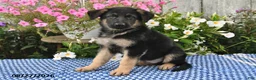 German Shepherd dogs for sale: Kaiser - Ad 5