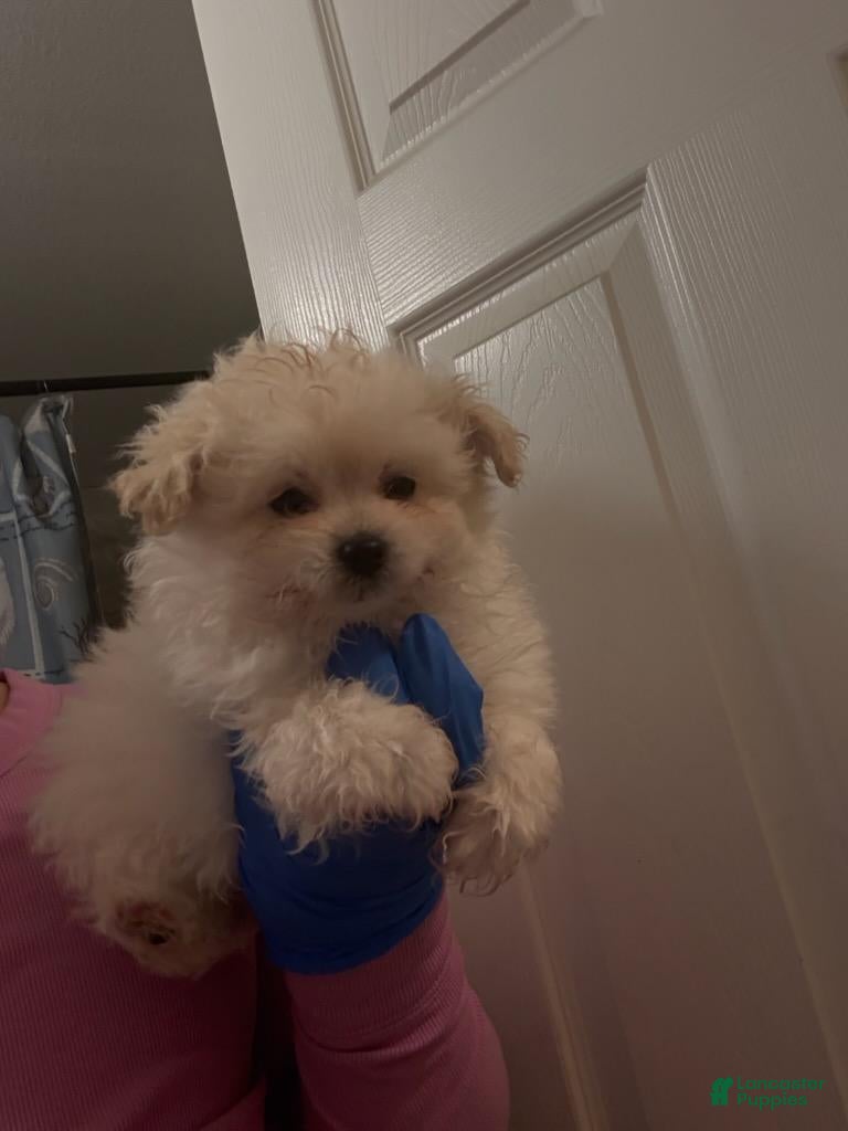 Toy Poodle dogs Toy Poodle Puppy 2 - Ad 7