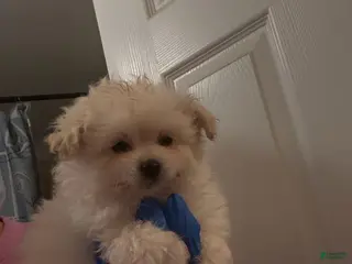 Toy Poodle dogs Toy Poodle Puppy 2 - Ad 7