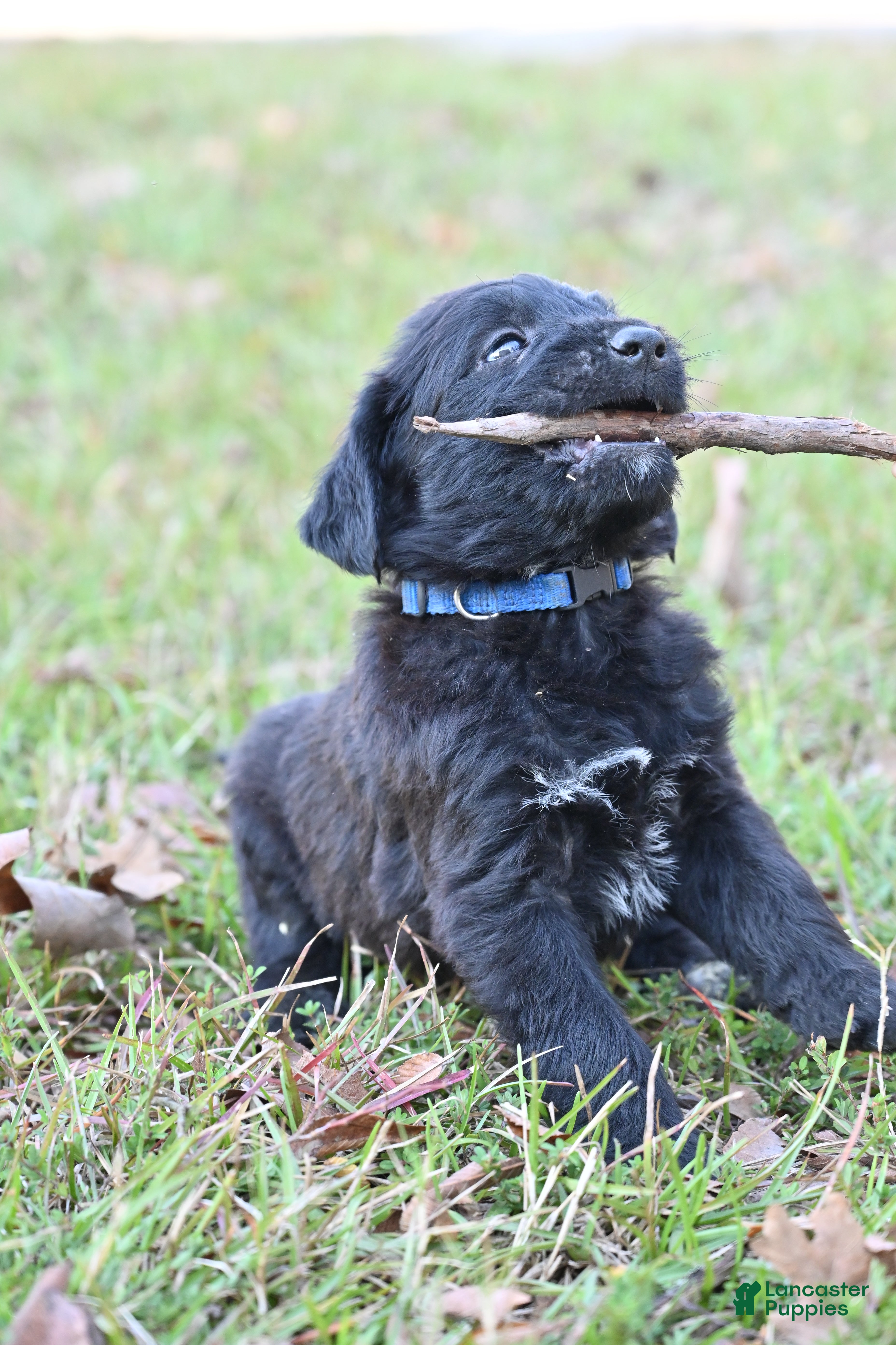 Mixed Breed dogs  Puppy 2 - Ad 17