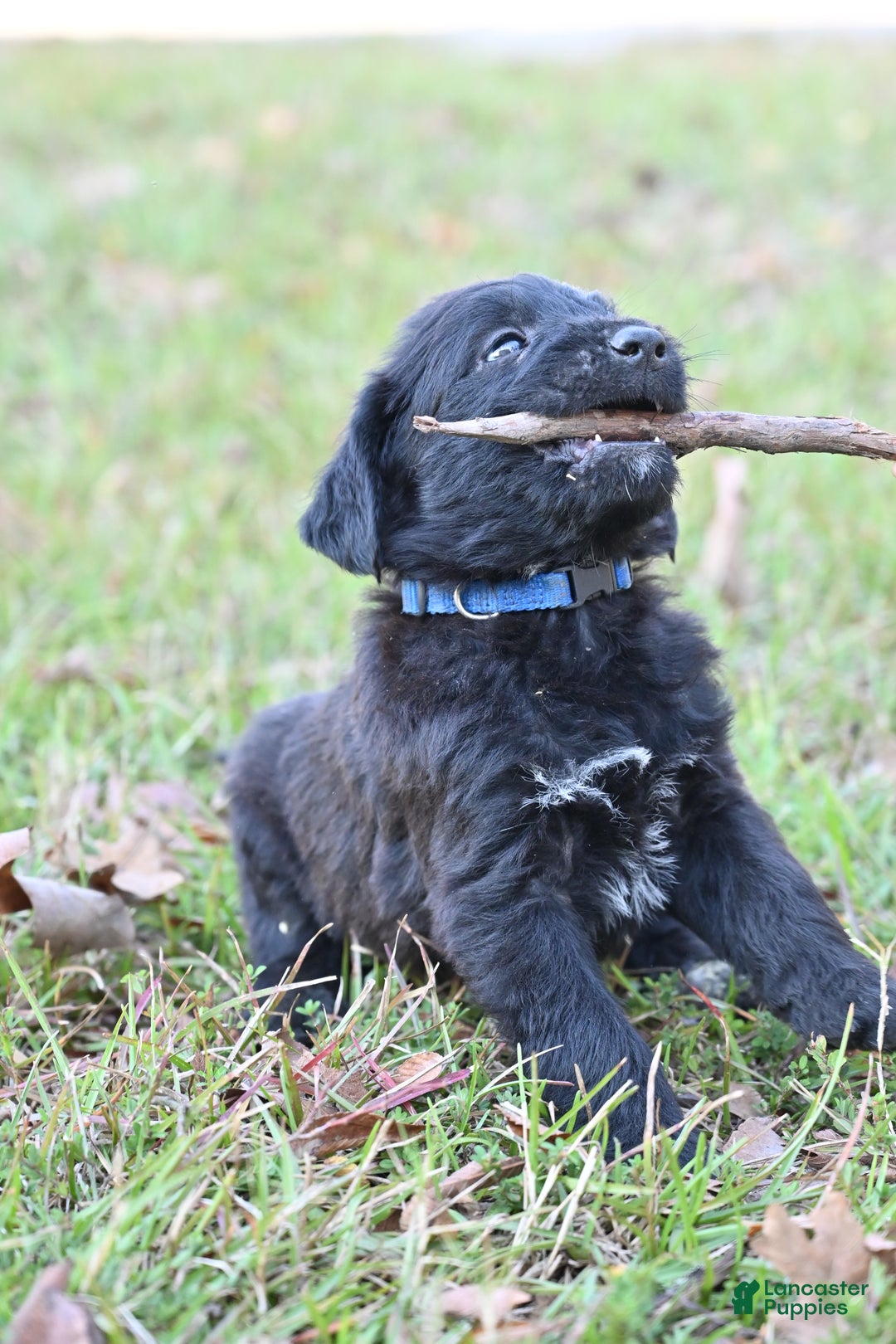 Mixed Breed dogs for sale:  Puppy 2 - Ad 1