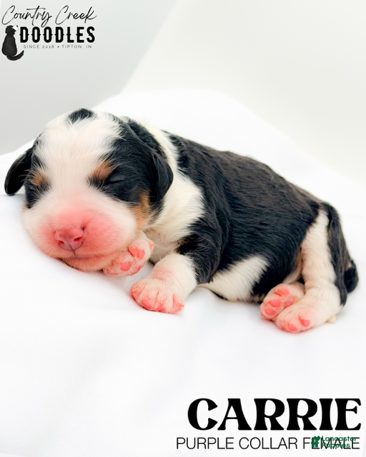 Bernedoodle dogs Carrie - Ad 37