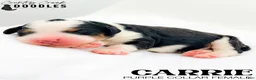 Bernedoodle dogs for sale: Carrie - Ad 1