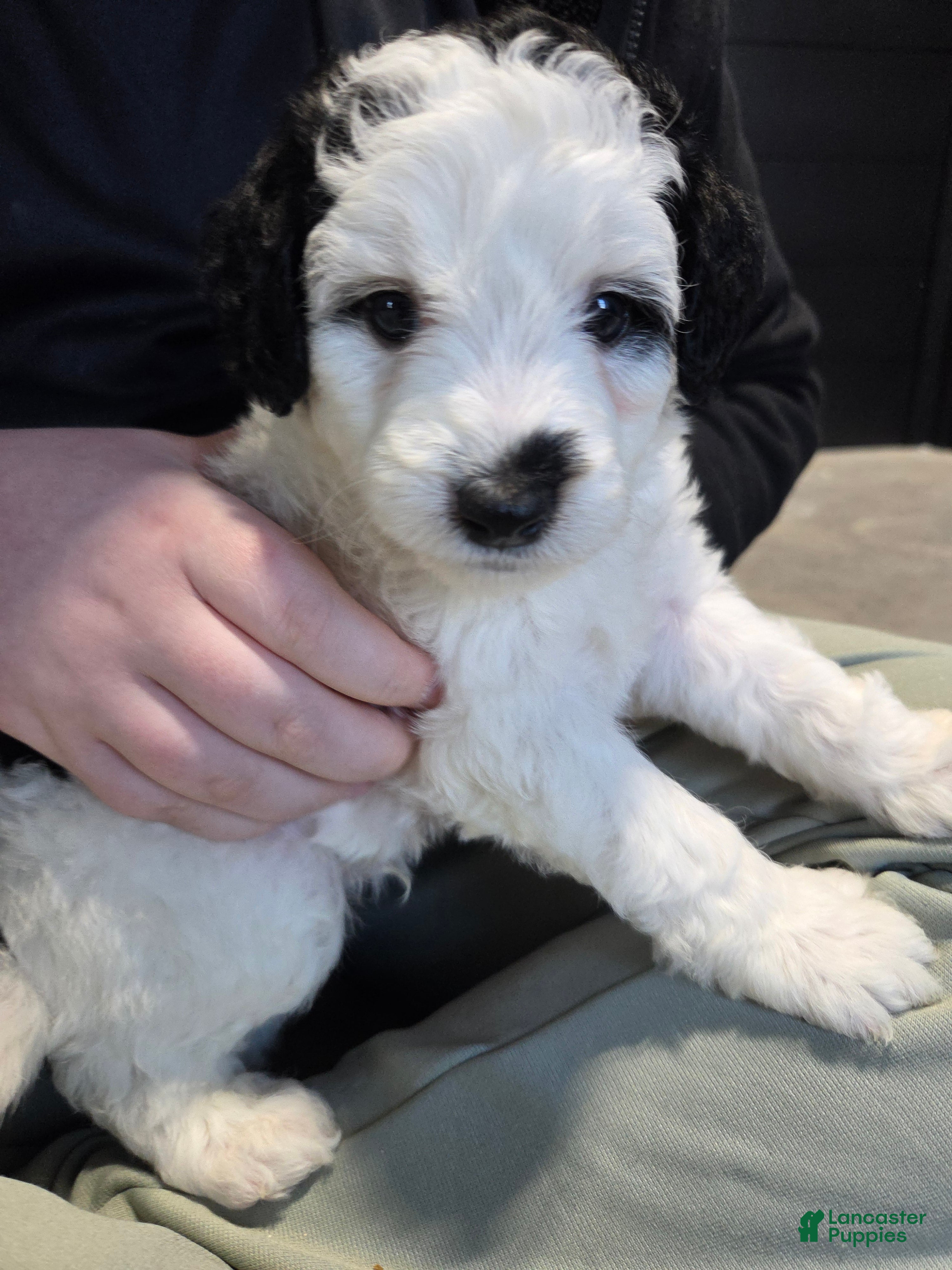 Mini Aussiedoodle dogs Patch - Ad 1