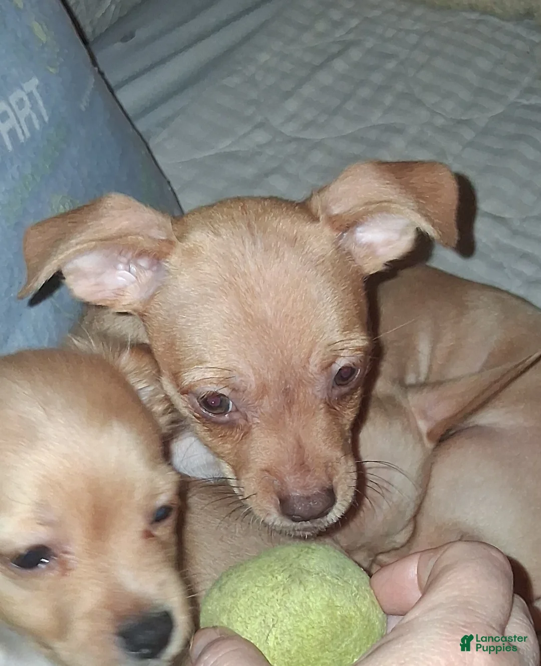 Mixed Breed dogs for sale: Mixed Breed 2 - Ad 1