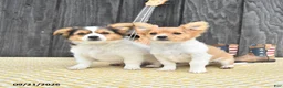 Chihuahua dogs for sale: Rascal - Ad 5