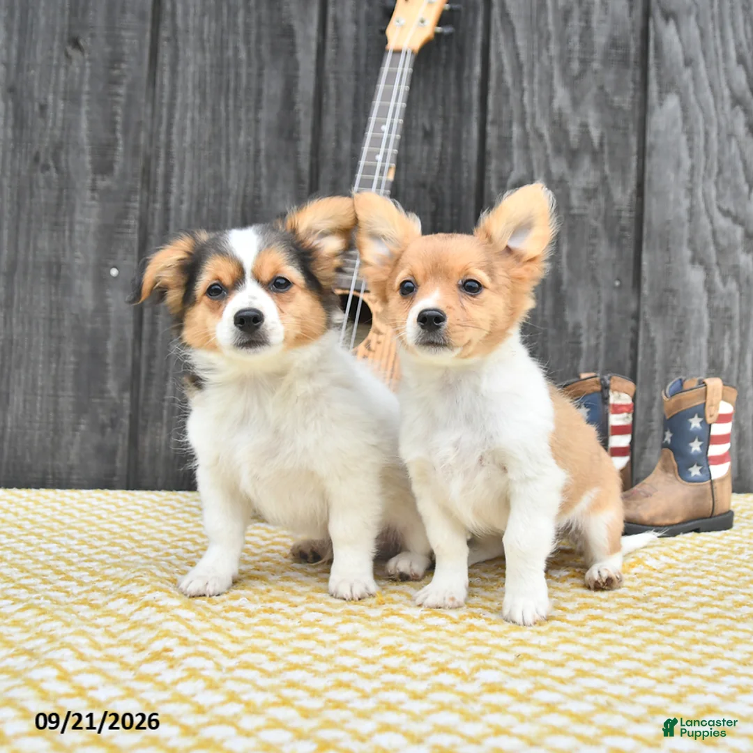 Chihuahua dogs for sale: Rascal - Ad 5